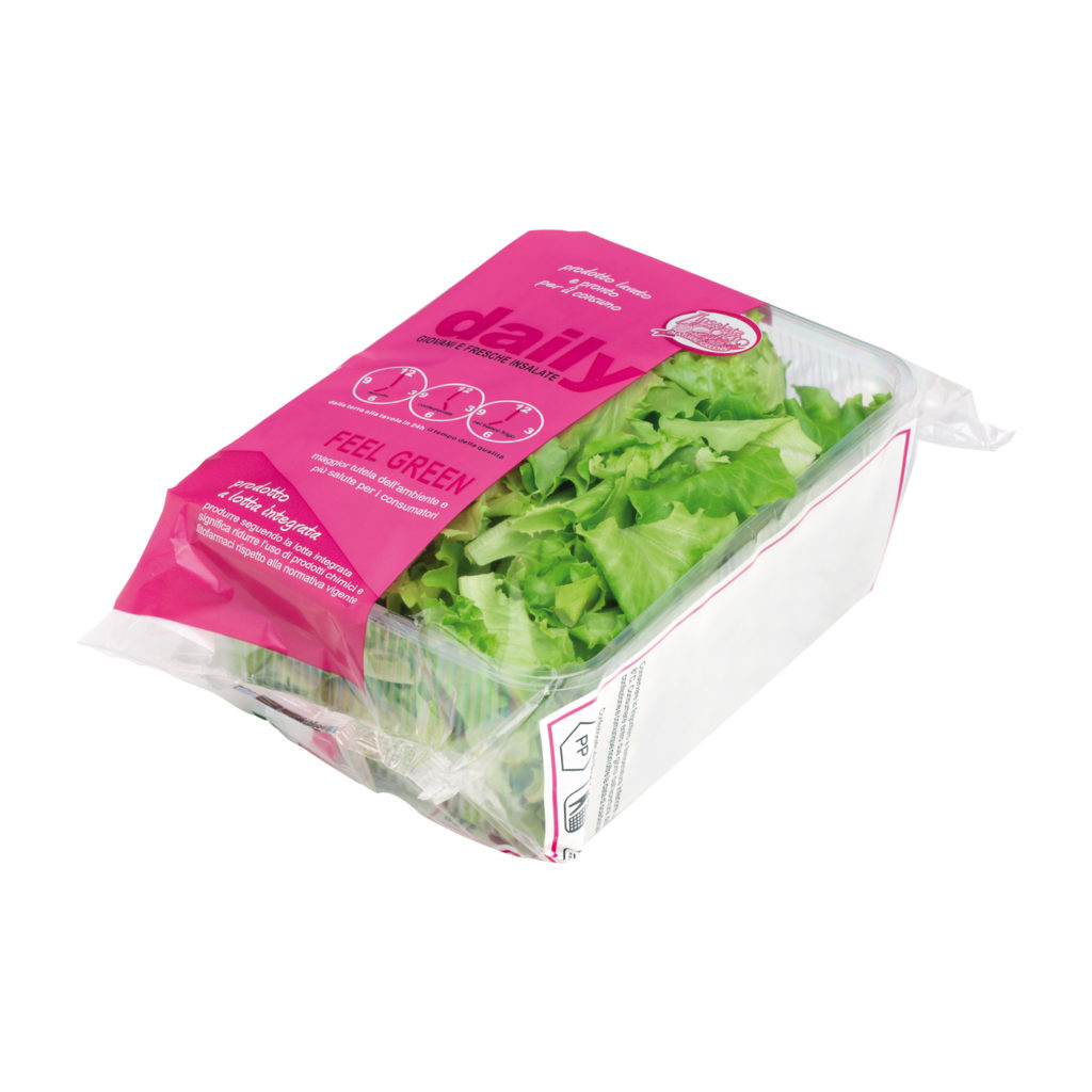 Baby romaine lettuce - L'insalata dell'Orto